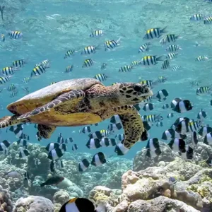 Maldives tour package