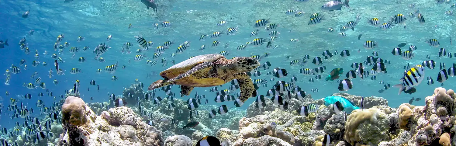 Maldives tour package