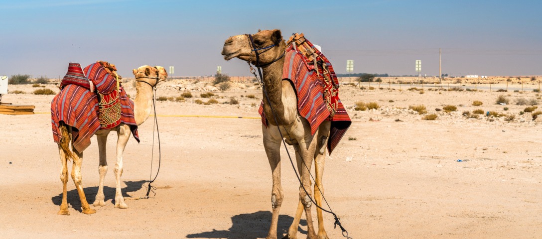 Desert - Qatar Inbound Tours